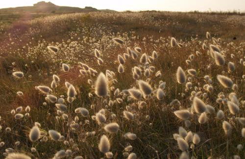 Maison de charme à Porspoder Piscine extérieure, proche plages & calme - Foto 30