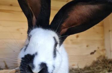 Ranczo Popowice - Foto 35