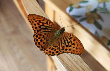 Domki Zaczarowana Łąka Borach Tucholskich - Foto 42