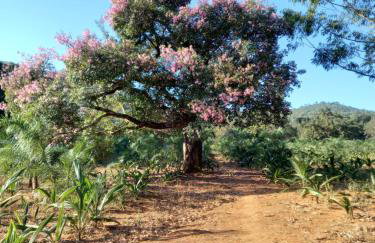 Chalé Veredas e Buritis - Foto 57