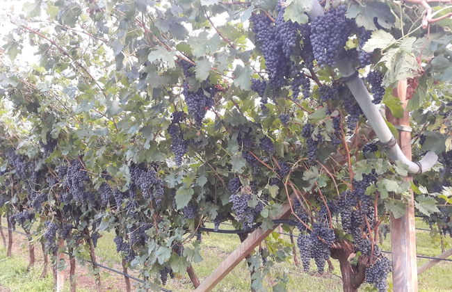 Maso Tobel Riva del Garda - Foto 46