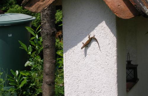Gästehaus im Malerwinkel-Rhodt - Foto 40
