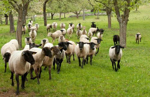 Ferienwohnung im Turm Bellevue mit 3 Schlafzimmern - Foto 12