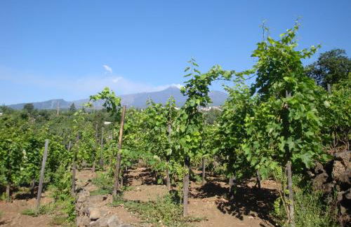 Villa Iolanda-Sive Natura Wine&House - Foto 34