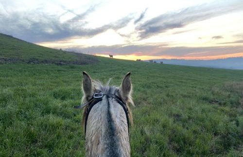 Fazenda Rodeio Bonito - Photo 13