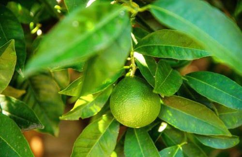 Torno Lumina - Secluded Garden Retreat - Lake View - Foto 34