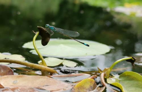 Apartment Green Elephant - Foto 31