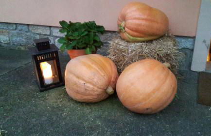 Ferienhof Höhensonne - Foto 8