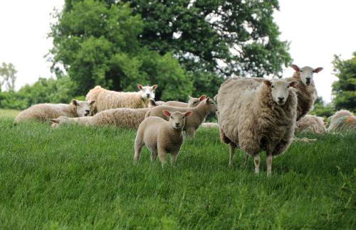 Old Leckie Farmstay - Foto 37