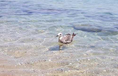 Stella's Garden - Foto 46