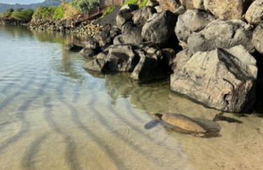 Oahu's Best Kept Secret - Photo 48