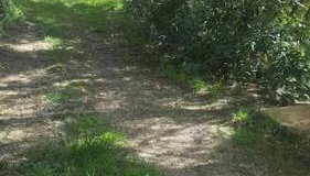 Cévennes Méridionales maison linge fourni - Foto 4, Garden