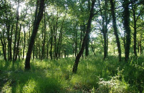 Domaine équestre de la Chênaie - Foto 29