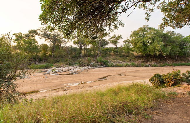 Kruger Untamed - Tshokwane River Camp - Photo 35