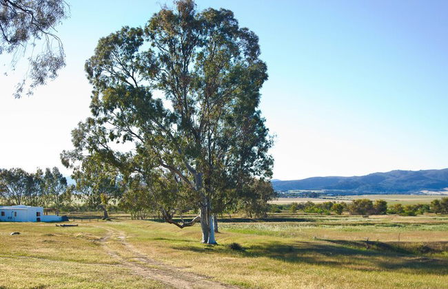 Denneboom Vineyards and Wildlife - Foto 47