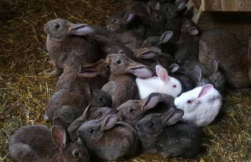 Agriturismo Alle Baite - Foto 73