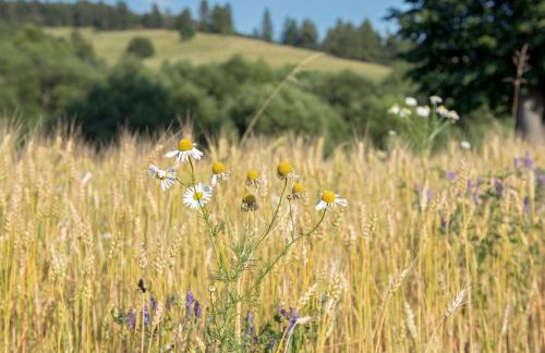 Domki u Kromki - Foto 22