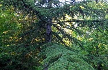 gite d'Albertine - Foto 14