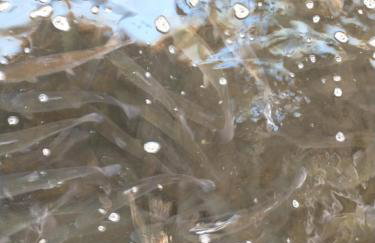 Altana całoroczna Vira numer 7 Herbergerówka Agroturystyka na wsi - Foto 33