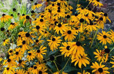 Gutshof von Gemünden Ferienwohnung 1 - Foto 55