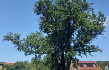 Pod Gruszą - Foto 9