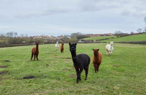 Host & Stay - Lowcross Cottage - Foto 15