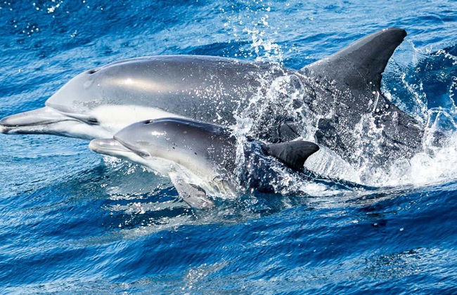 Avvistamento di balene e delfini a Newport Beach - Foto 6