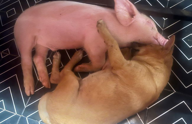 Nguyen Shack Retreat - Foto 45