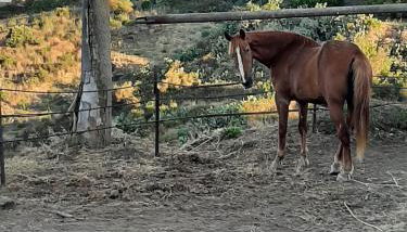 agriturismo u zu peppino - Foto 5