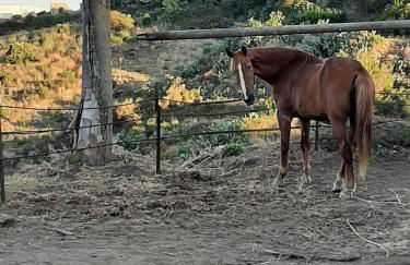 agriturismo u zu peppino - Foto 5