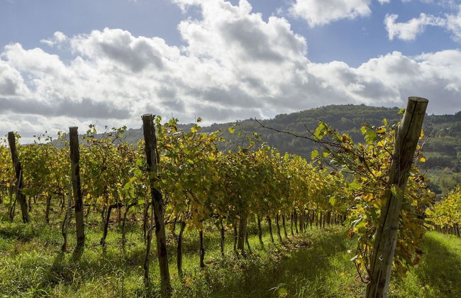 Relais Poggio Borgoni - Foto 49