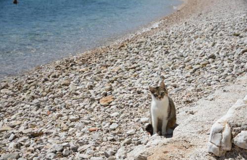 Apartments Ivana - Foto 64