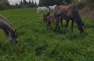 Ecurie Le Pas du Loup - Foto 6