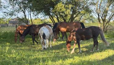 Domaine Saint Jean - Foto 5