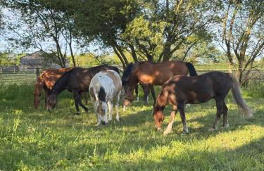 Domaine Saint Jean - Foto 5