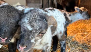 Gîtes du Saut des Cuves - Foto 4