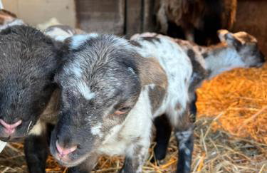 Gîtes du Saut des Cuves - Foto 4