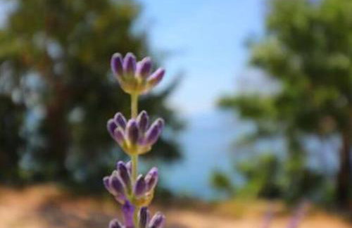 Apartments Seafront Silence - Studio Apartment with Terrace and Sea View - Foto 36