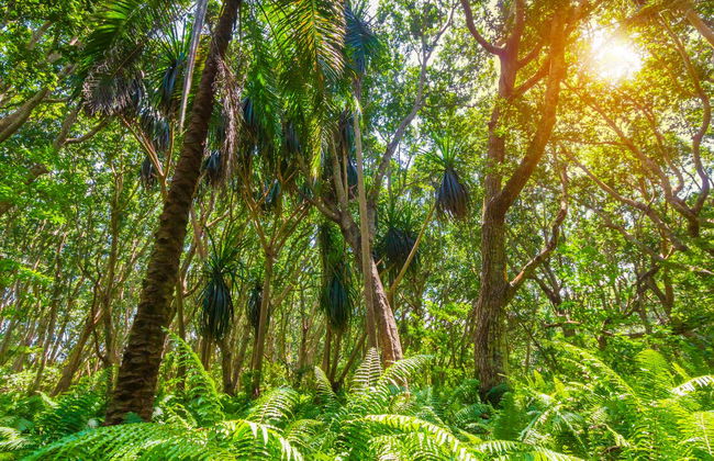 Excursión al Parque Nacional de Jozani - Foto 1
