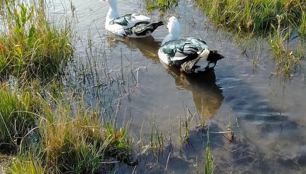 Don Edmundo Trevelin - Foto 3, Terraza o patio