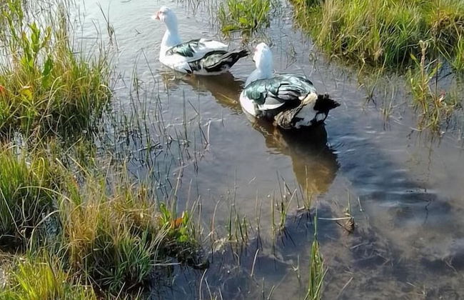 Don Edmundo Trevelin - Foto 3