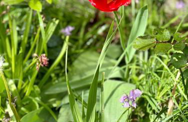 La Maison Bucolique, Centre de Saint Jacques - Foto 5