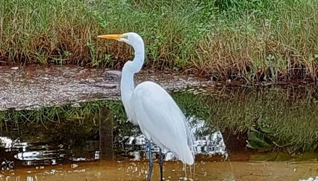 Garza blanca en Playa Escondida