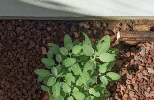 Apartment Wohnung in Marina Di Pisa mit Garten by Interhome - Foto 16