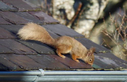 Drumguish Cottage - Foto 55