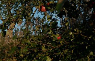 ŻAR - Gorzelnia w Żarnowcu - Foto 26