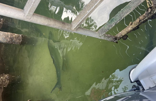 Sunny Waterside A in Dania Beach - Foto 55