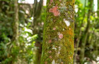 Canto da cascata - Foto 49