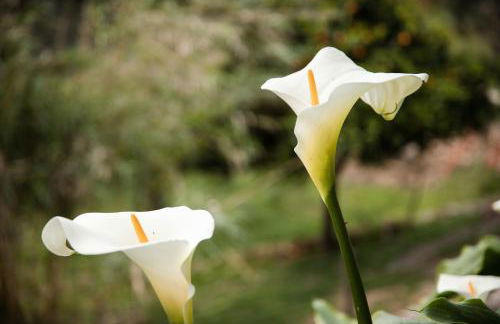 Casa rural Can Rotes con jardin y barbacoa - Foto 36