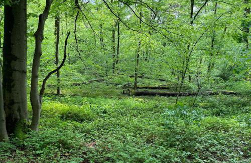 Hennen-Nest - Foto 35